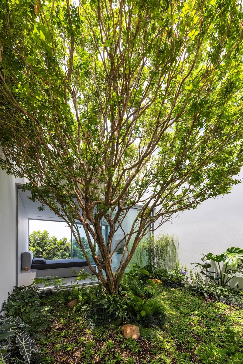Multi-stemmed tree in a sunlit courtyard planted with ferns and groundcover