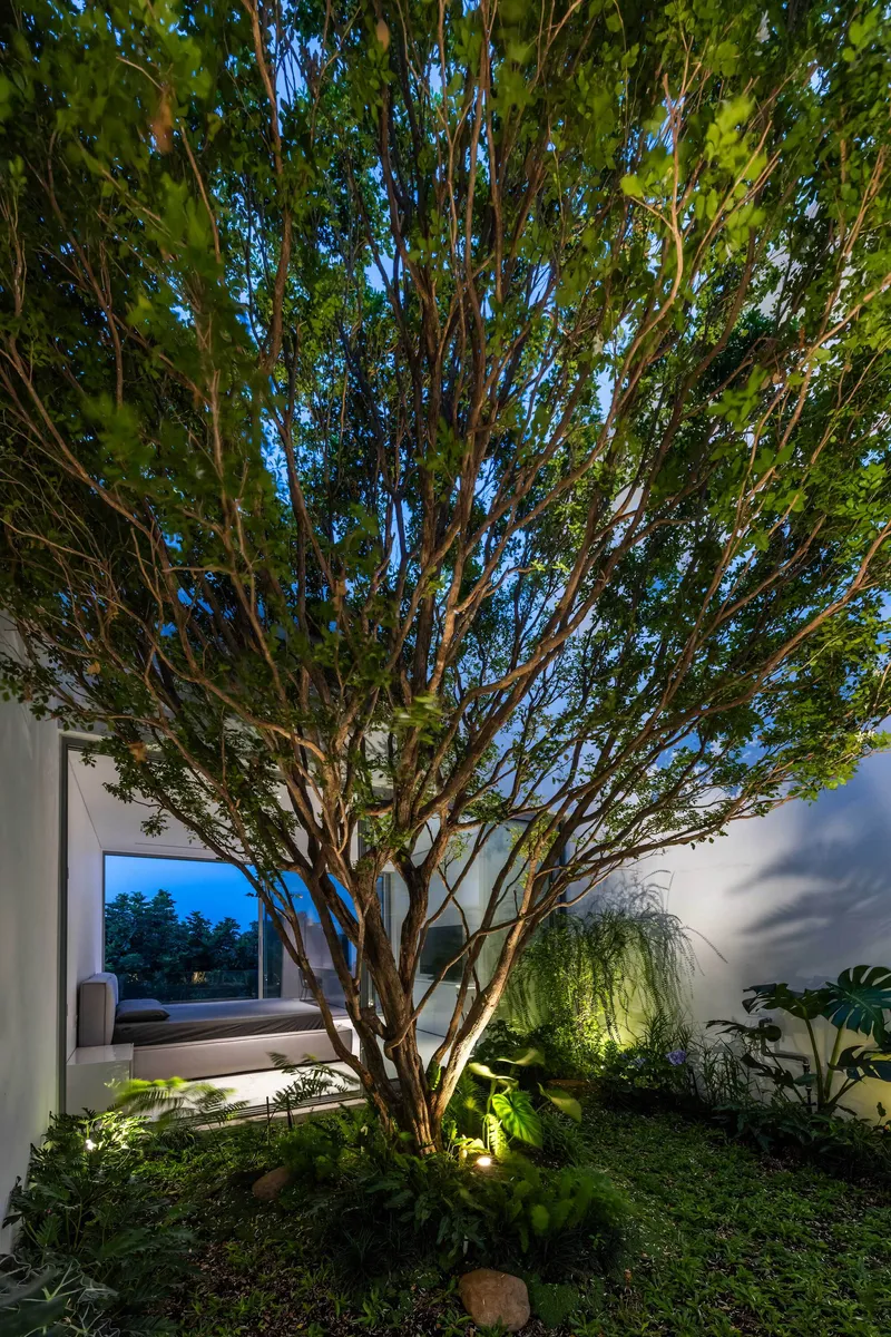 Courtyard view at twilight with a multi-trunk tree surrounded by low planted beds and uplighting