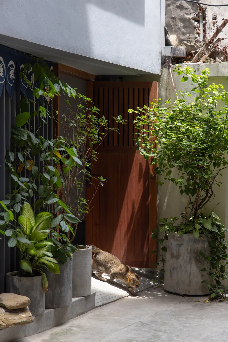 Timber entrance door flanked by concrete planters with greenery and a resting cat in dappled sunlight