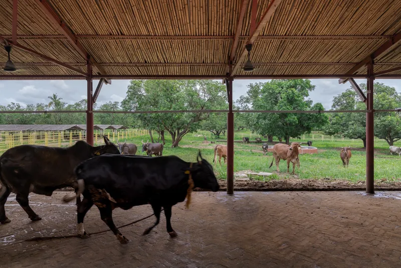 View from inside the covered shelter looking out to grazing cattle in green pasture under cloudy weather