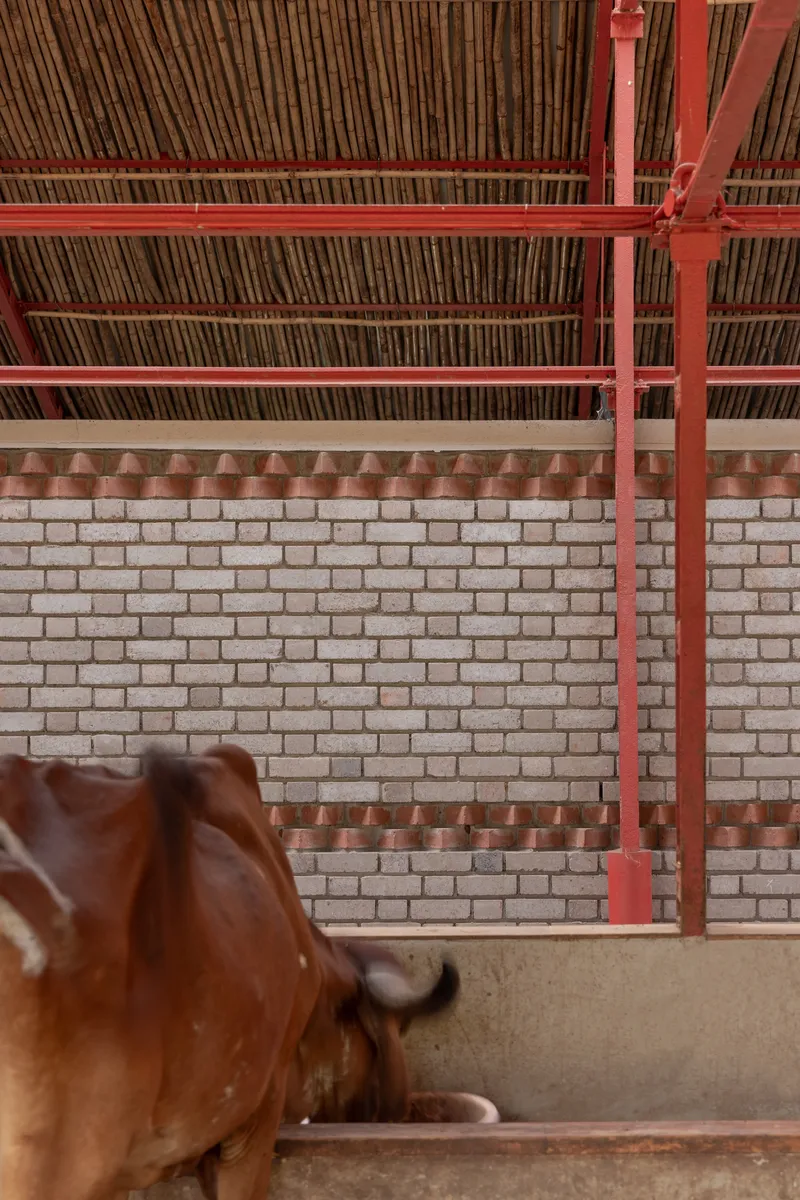 Banded brick wall with concrete plinth and red steel columns supporting the bamboo slat ceiling above a resting cow