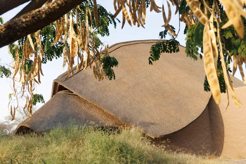 View of organic thatched roof form through hanging tree branches in afternoon light