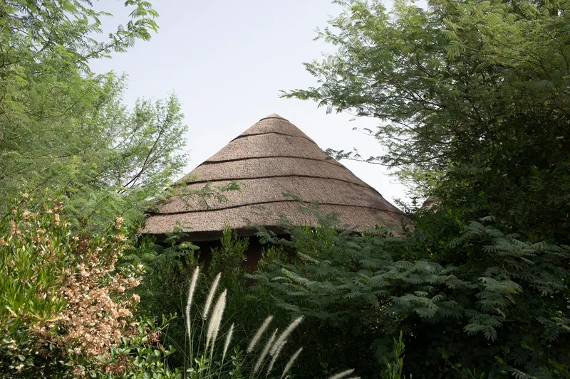 Conical thatched roof rising above dense plantings of ferns and native grasses