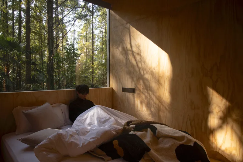 Plywood bedroom wall with dappled tree shadows cast through the forest-facing window at sunrise