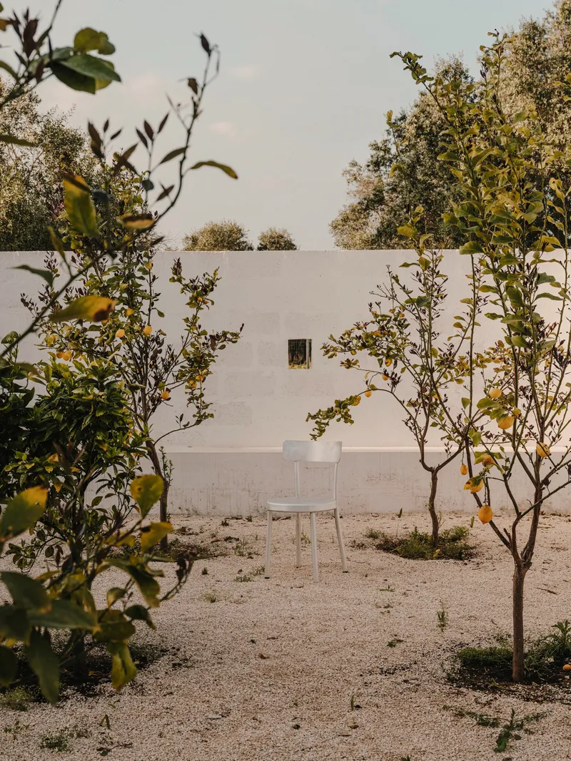 Gravel courtyard with young citrus trees framing a white rendered wall and single window