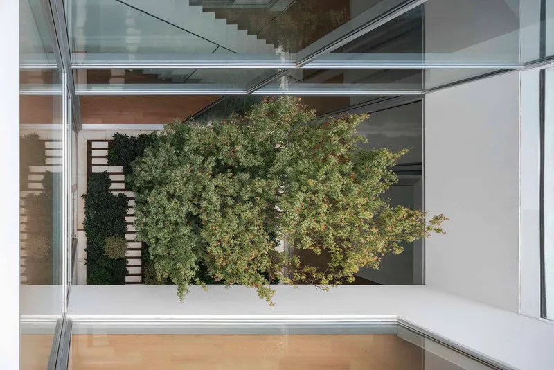 Looking down into courtyard with mature tree surrounded by white walls and floor-to-ceiling glazing