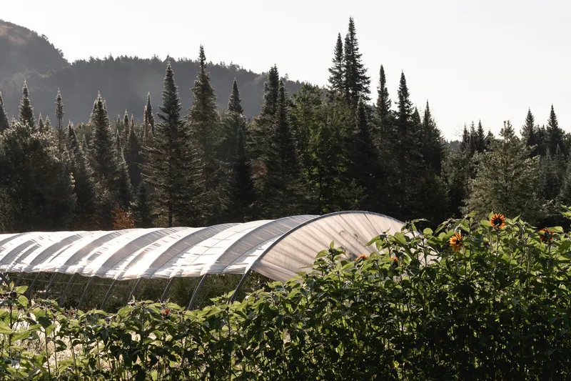 Arched translucent greenhouse structure behind a planted garden with sunflowers and conifer trees beyond