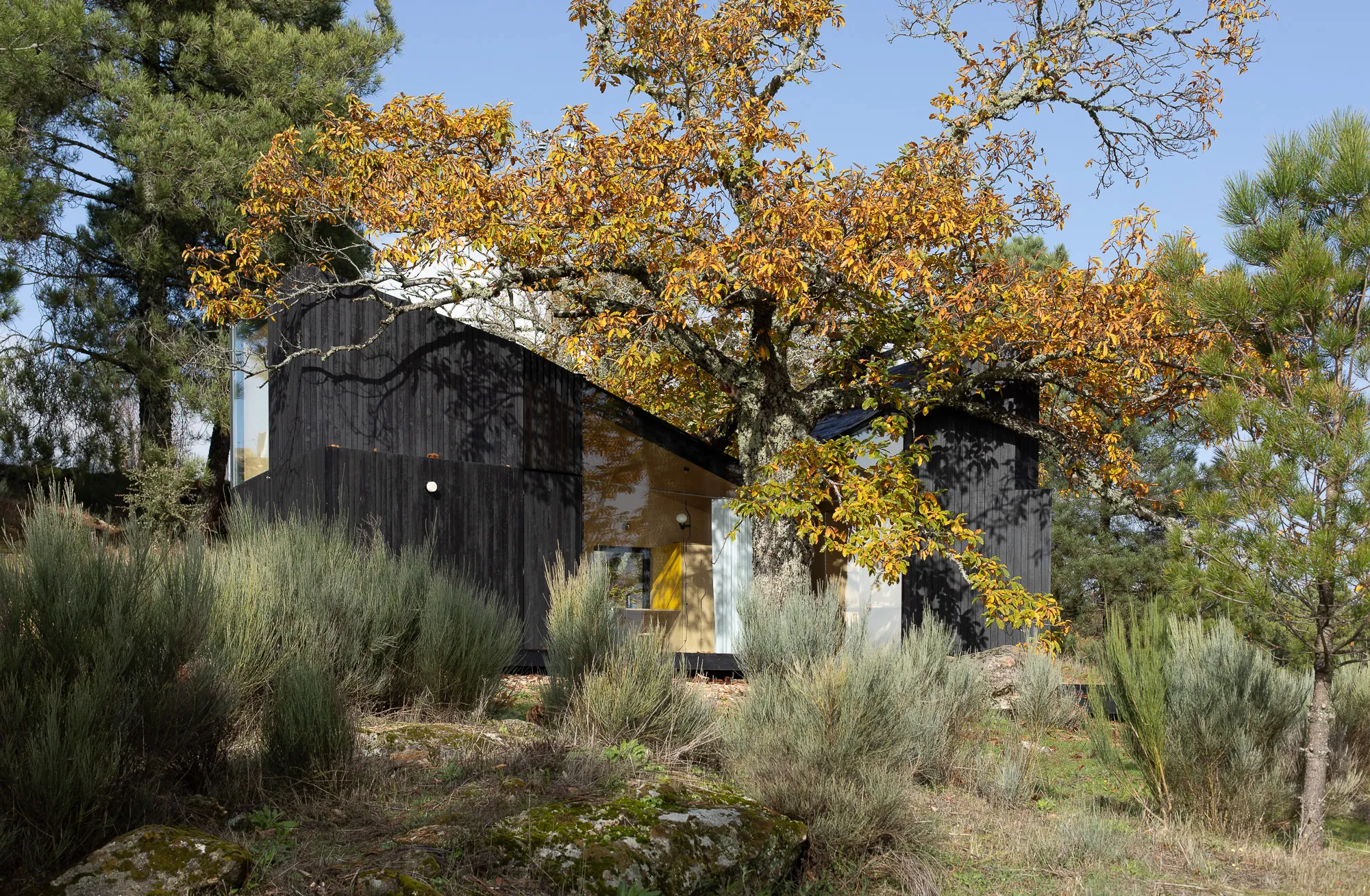 João Mendes Ribeiro Builds a 25 m² Cabin Around a Century-Old Chestnut Tree in Northern Portugal