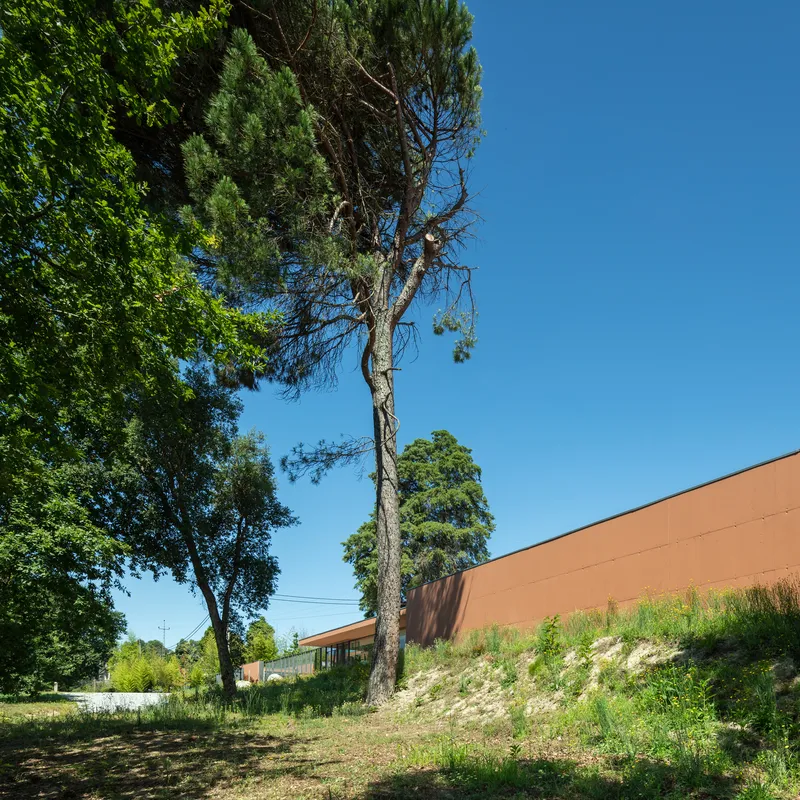 Sloped landscape with half-dead pine tree rising above the peachy terracotta facade in summer sunlight