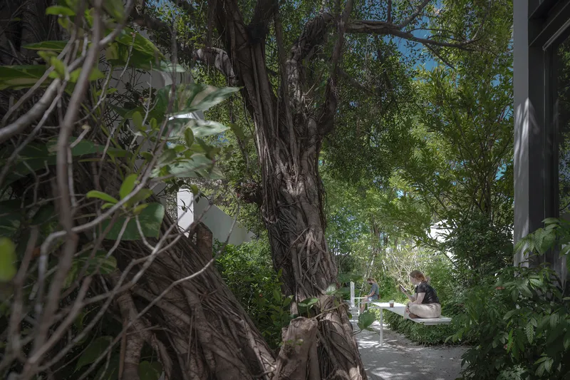 Gnarled tree trunk wrapped with aerial roots beside a gravel path and seated figure