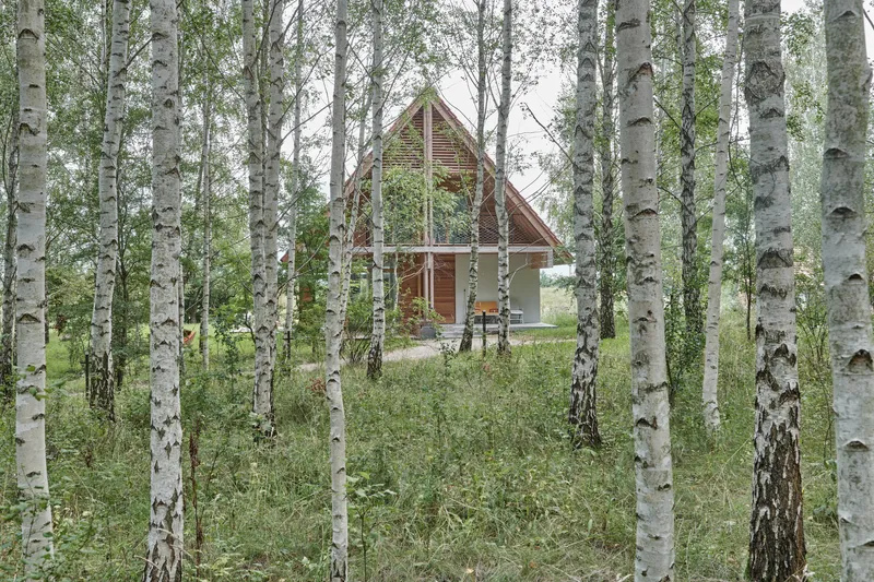 Rear view of the timber-clad gable end visible through a grove of white birch trees