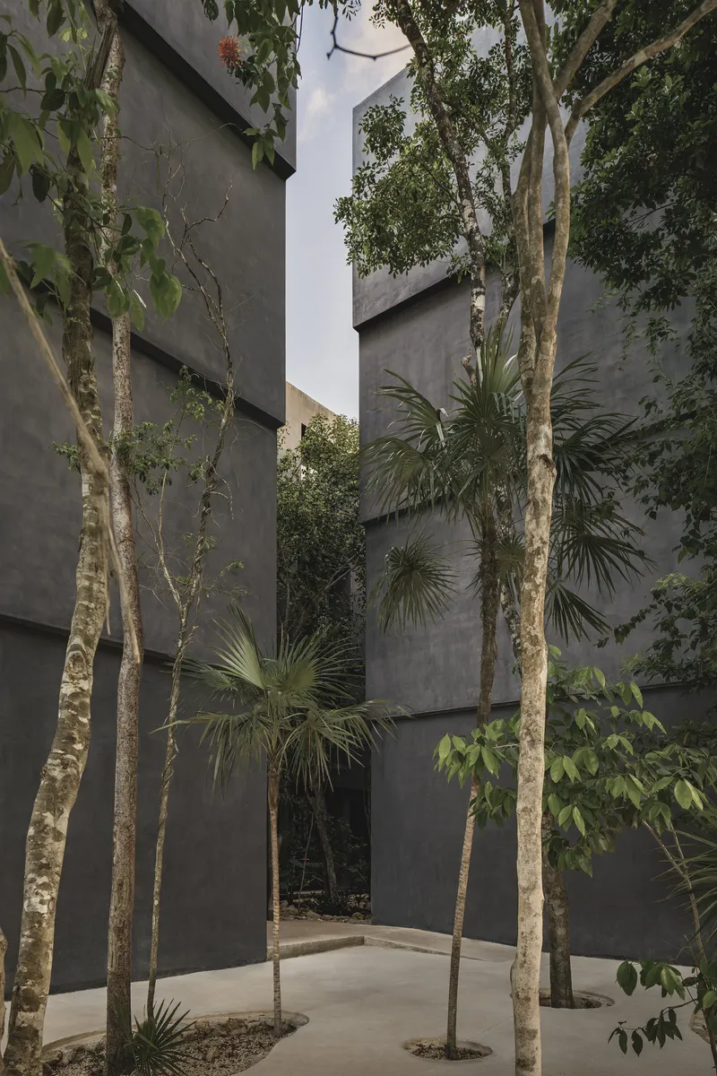 Planted courtyard between angular concrete walls with slender trees and palms reaching toward the sky