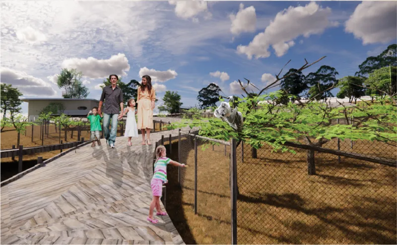 Elevated boardwalks create immersive pathways through protected koala habitats and forest landscapes.