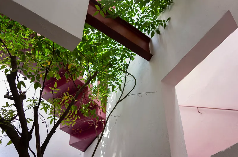 Upward view of the interior courtyard tree growing between white walls and pink angular volumes