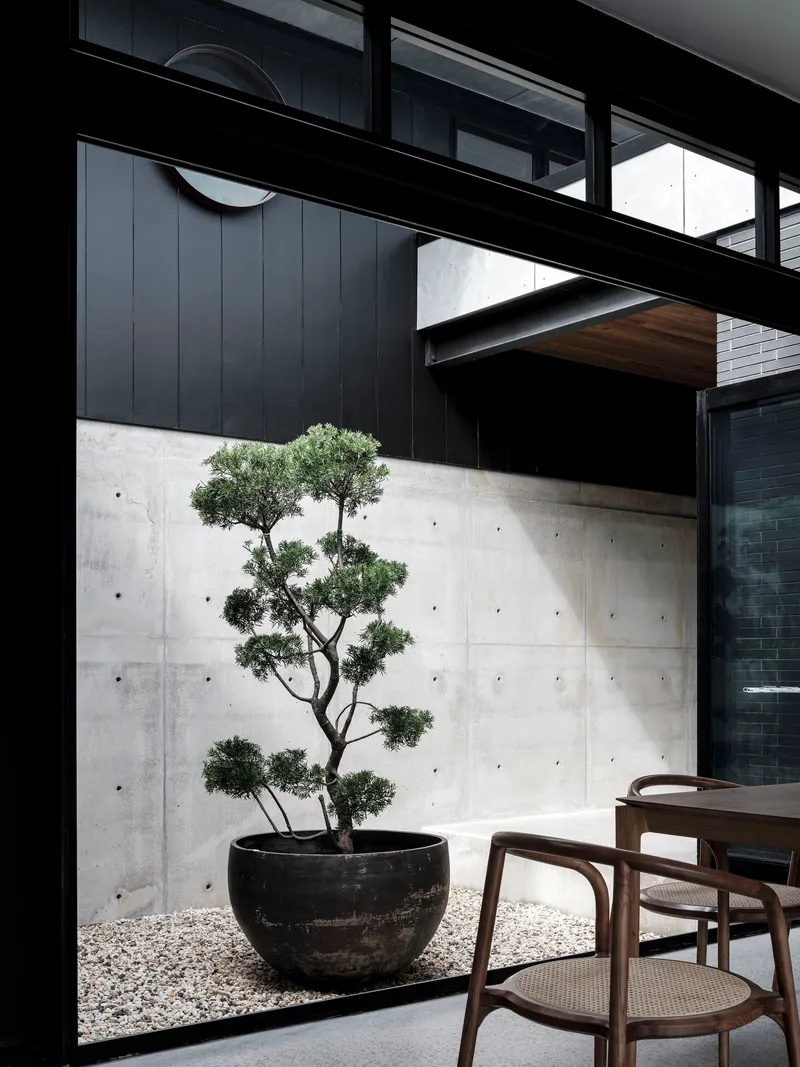 Internal courtyard with bonsai tree in black planter against board-formed concrete wall