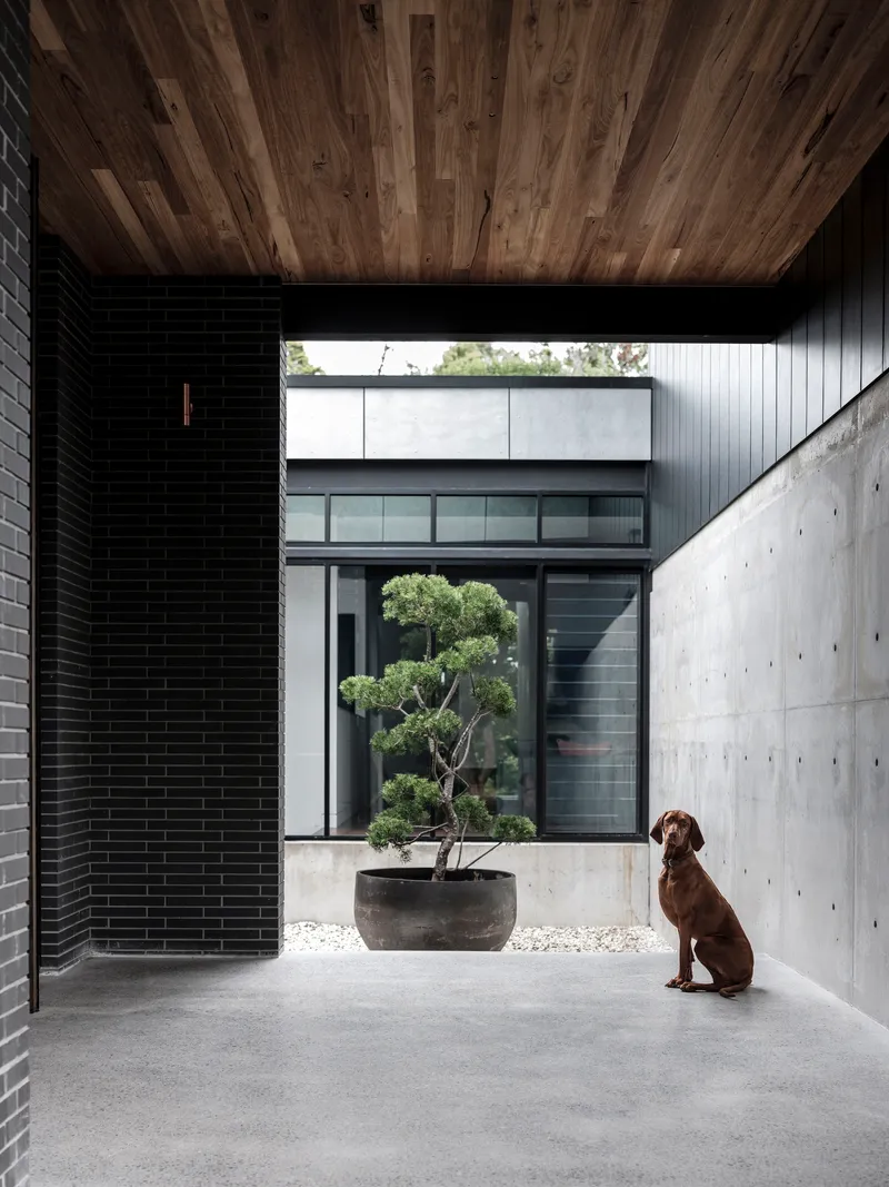 Entry courtyard with bonsai planter, dog sitting on polished concrete, timber ceiling overhead