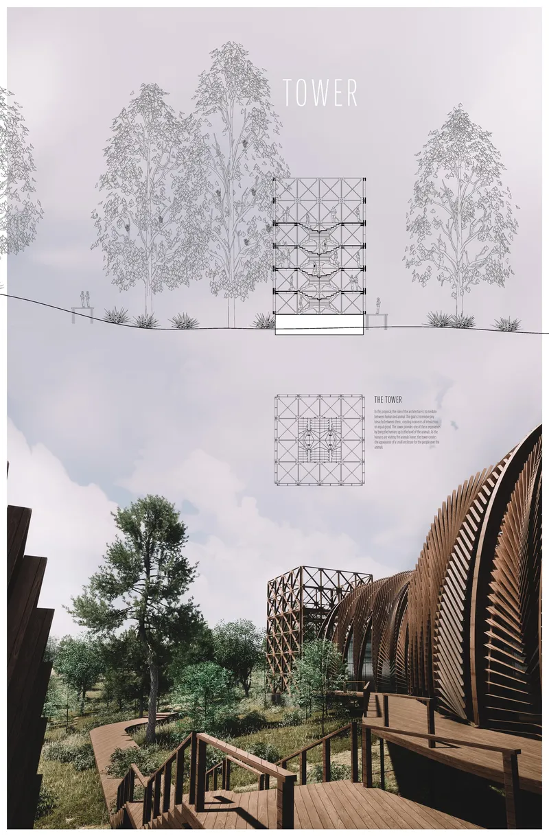 A timber observation tower offers visitors elevated views while respecting the surrounding koala habitat.