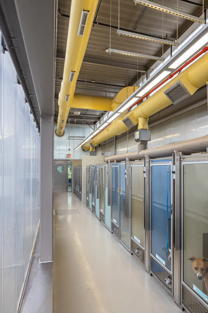 Hallway with yellow and grey mechanical ducts running along exposed ceiling above kennel enclosures