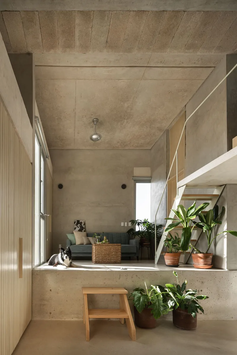 Split-level interior with exposed concrete ceiling and walls, timber joinery, potted plants and two dogs on the floor