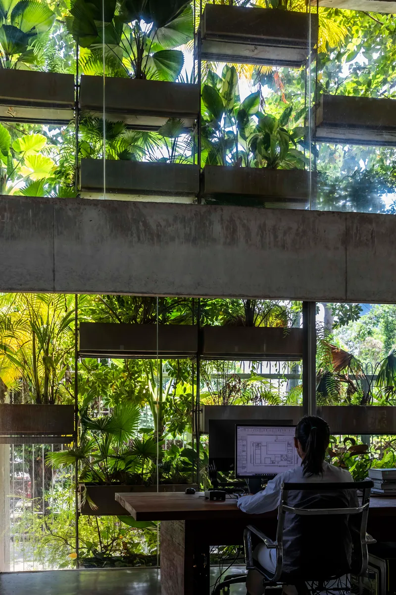Person working at desk surrounded by concrete planting boxes filled with tropical foliage and ferns