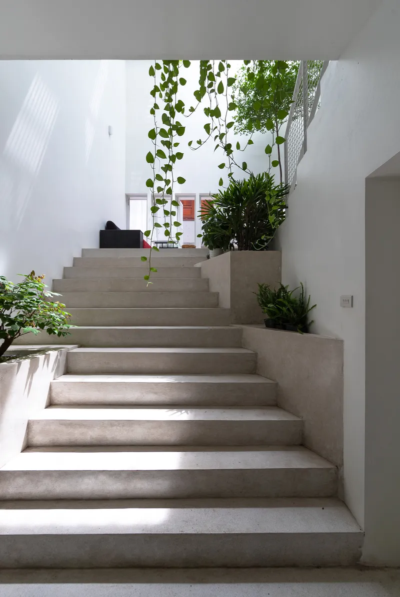 Concrete staircase ascending alongside white walls with hanging vines and potted plants in natural light
