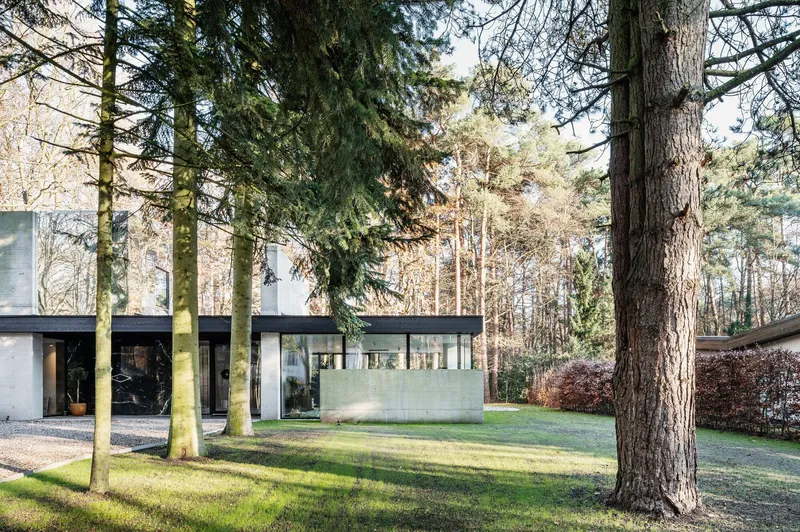 Concrete perimeter wall with continuous glazing band set among moss-covered tree trunks in afternoon light