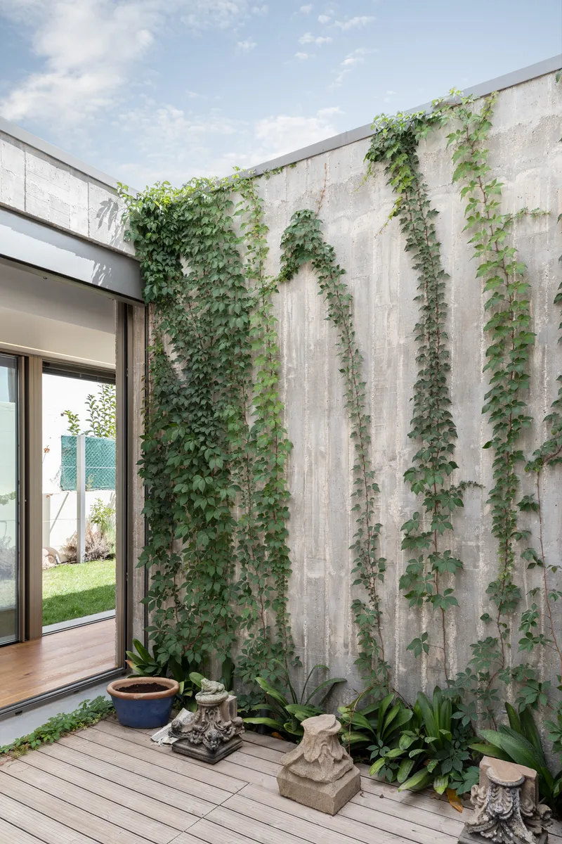 Board-formed concrete walls with climbing vines and timber decking framing a view through to the garden beyond