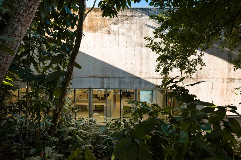 Concrete facade with horizontal ribbon windows framed by dense foliage and dappled sunlight