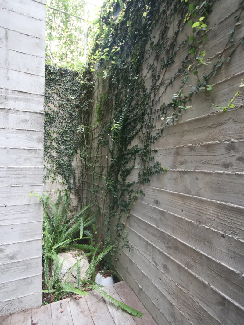 Narrow outdoor passage between board-formed concrete walls with climbing ivy and ferns