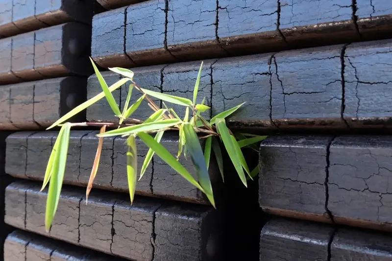 Close-up of bamboo stems emerging through gaps in charred basketweave timber cladding