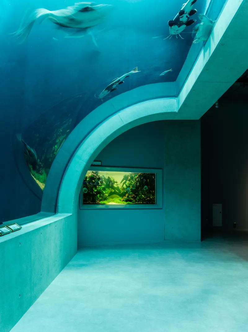 Curved aquarium tunnel with rays swimming overhead and a planted tank window at the end