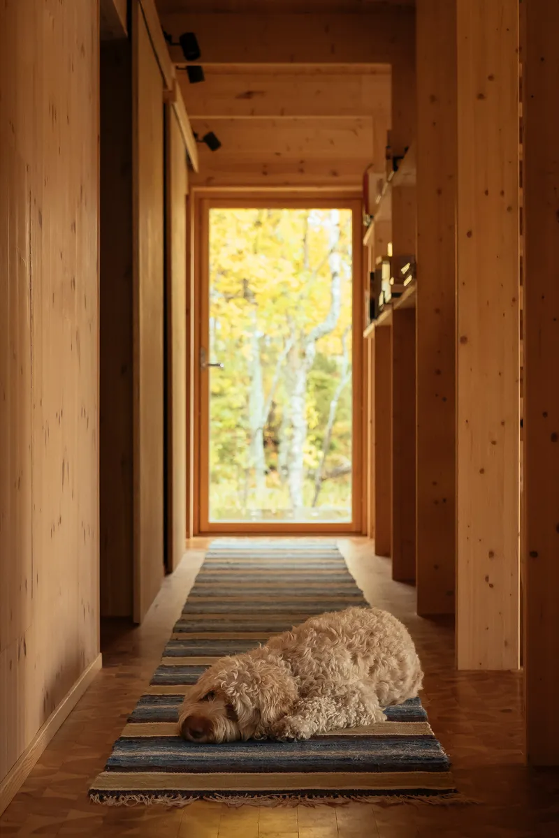 Timber-lined hallway with a dog resting on a striped rug framing a window view of birch trees