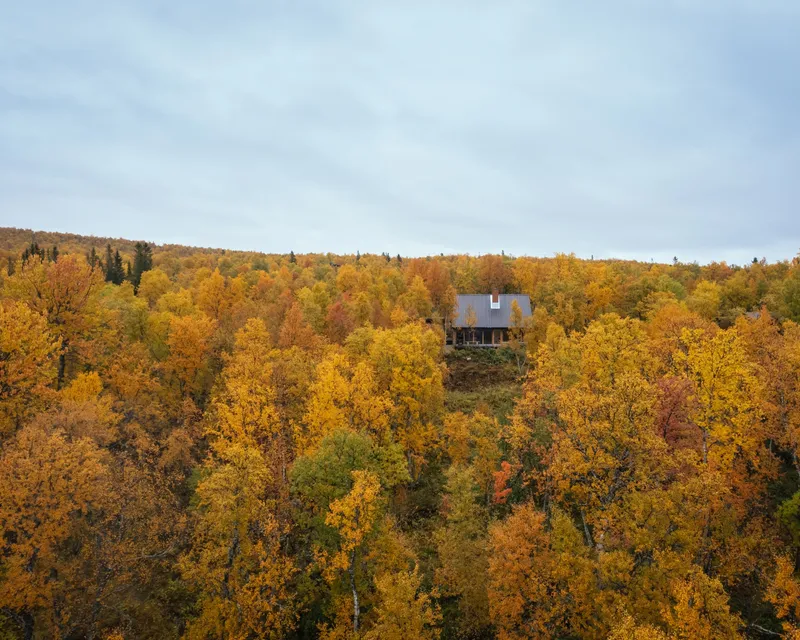 Distant view of the elevated cabin perched on a hillside above a sea of yellow birch trees in autumn