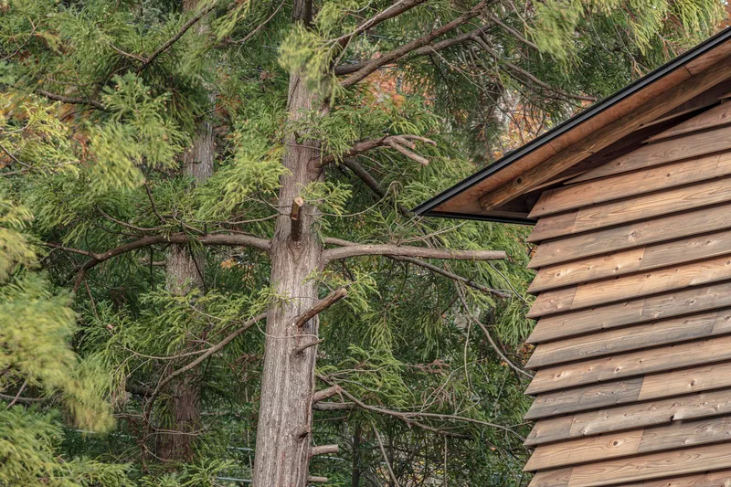 Detail of the angled timber-clad roof edge meeting a pine tree canopy