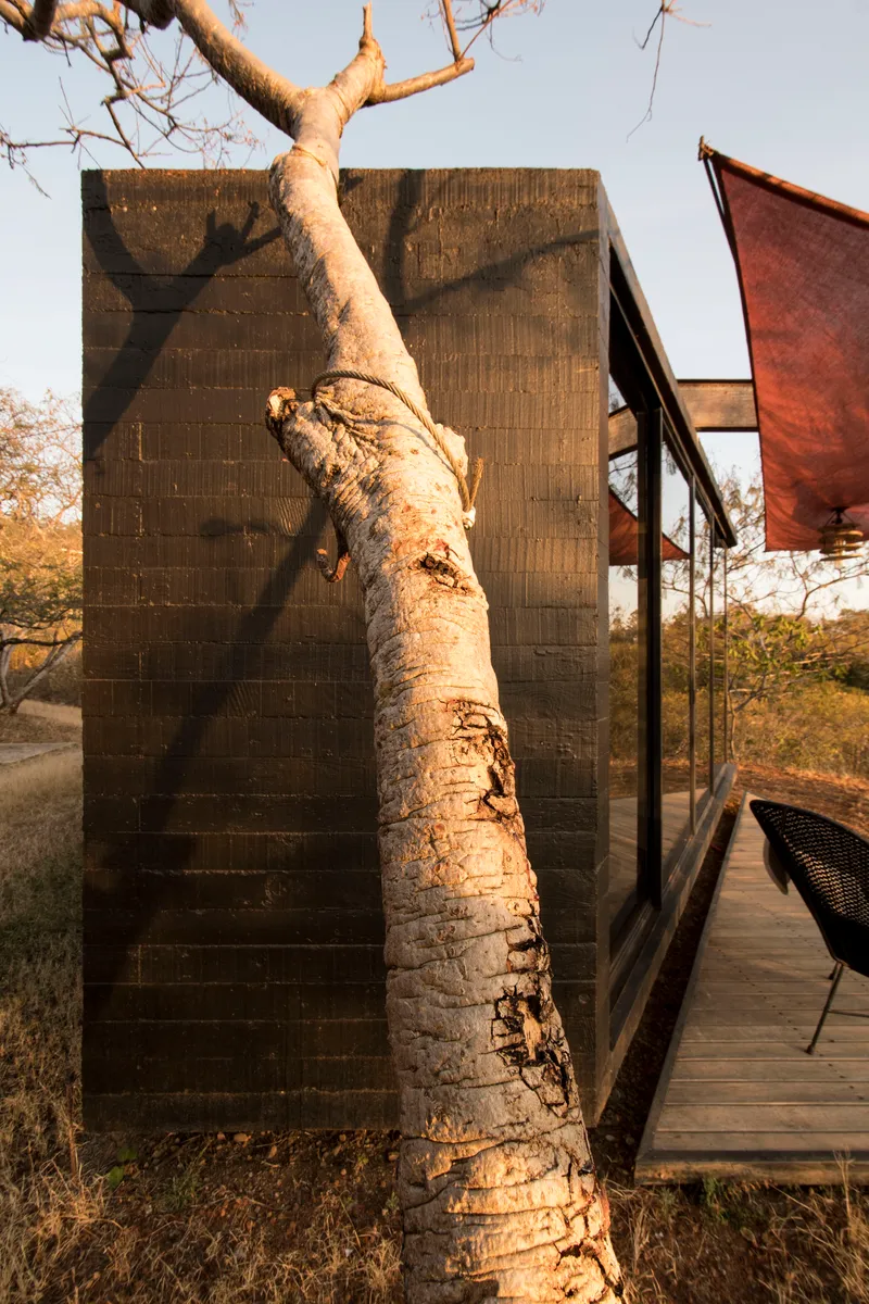 Bare tree trunk leaning against the board-formed concrete wall casting afternoon shadows