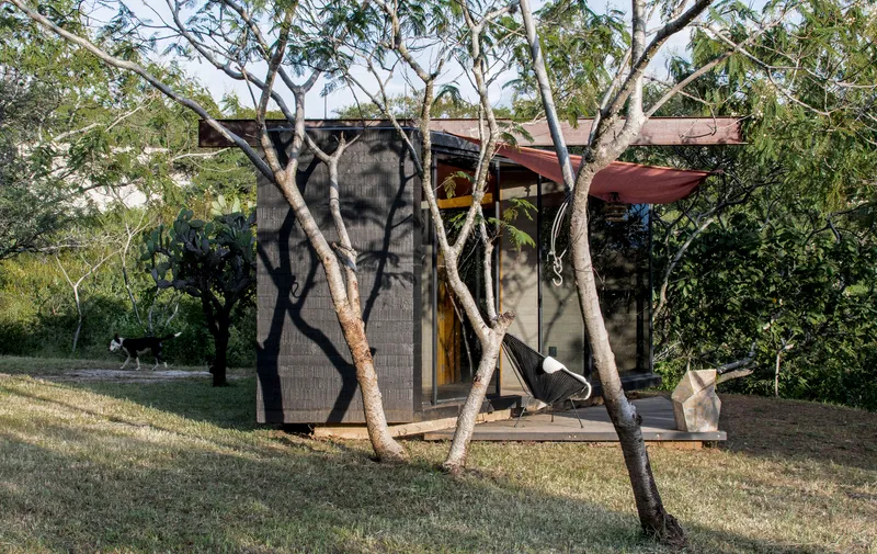 Rear facade with perforated metal screens framed by leaning paperbark trees in afternoon light