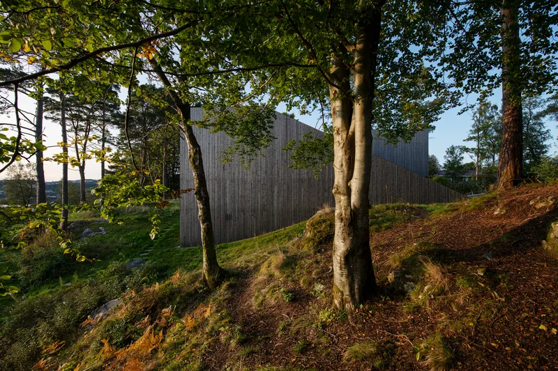 Vertical timber-clad volume set on a sloping hillside among birch trees in late afternoon light