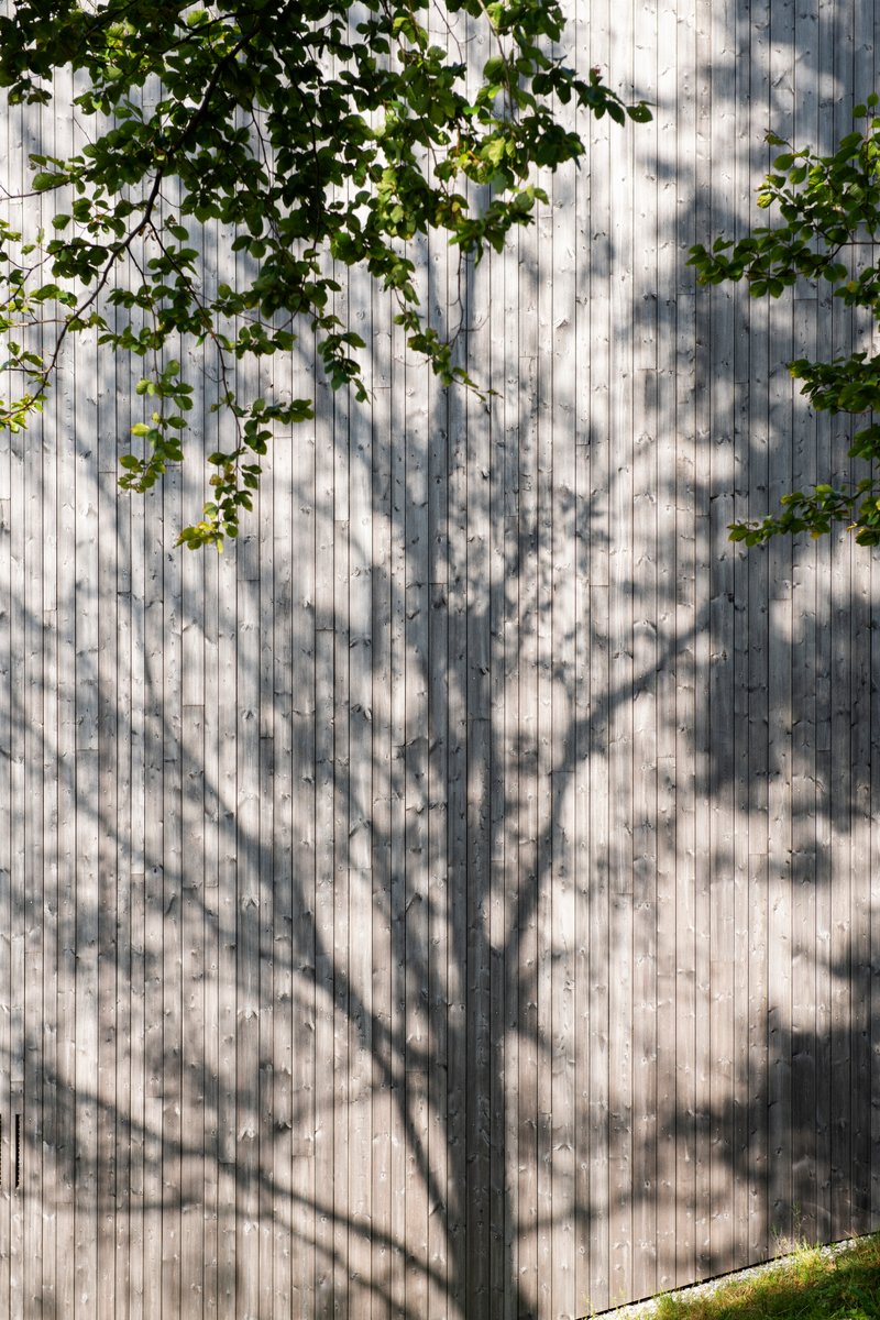 Vertical timber facade with dappled tree shadows and overhanging foliage