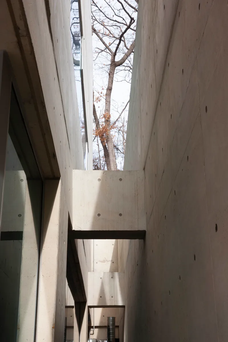 Vertical light well framed by board-formed concrete walls with a bare tree visible above
