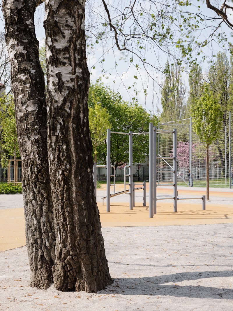 Steel exercise frame on orange playground surface framed by birch tree trunks in springtime
