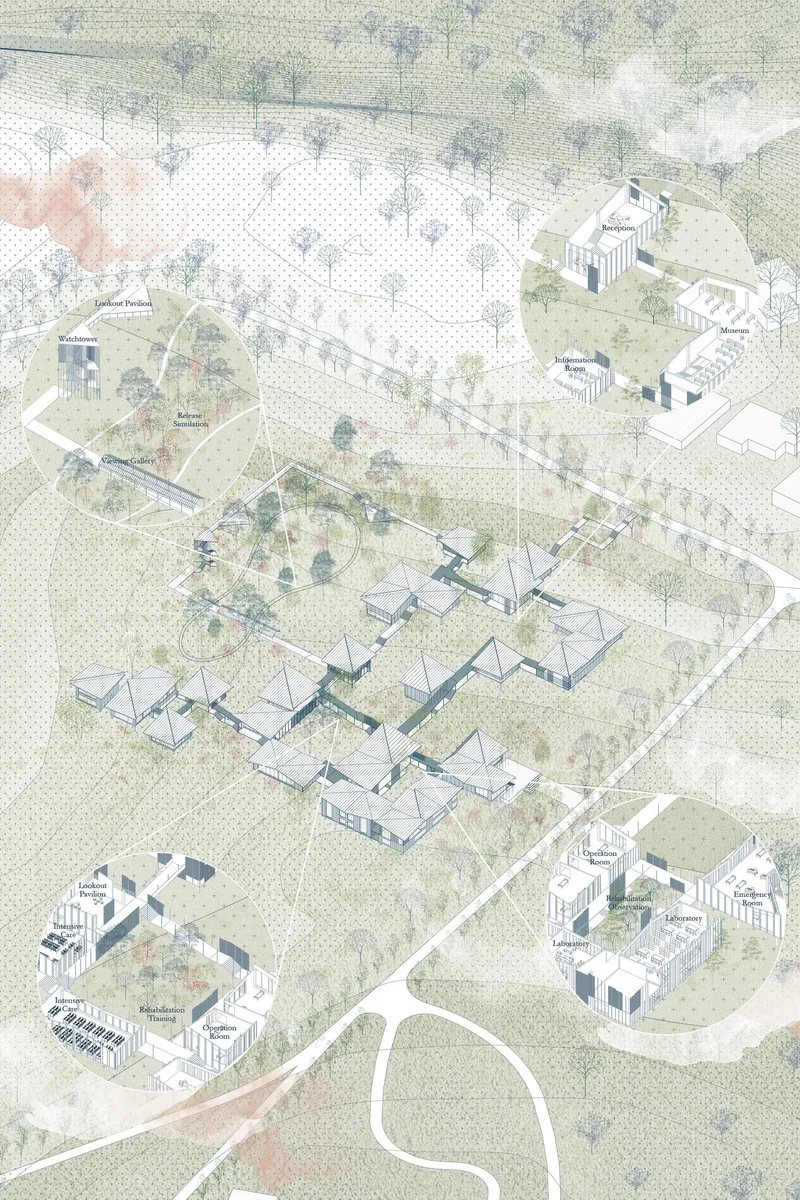 Masterplan illustrating the Koala Aid Center seamlessly integrated into the forest landscape, connecting healthcare, rehabilitation, education, and conservation.