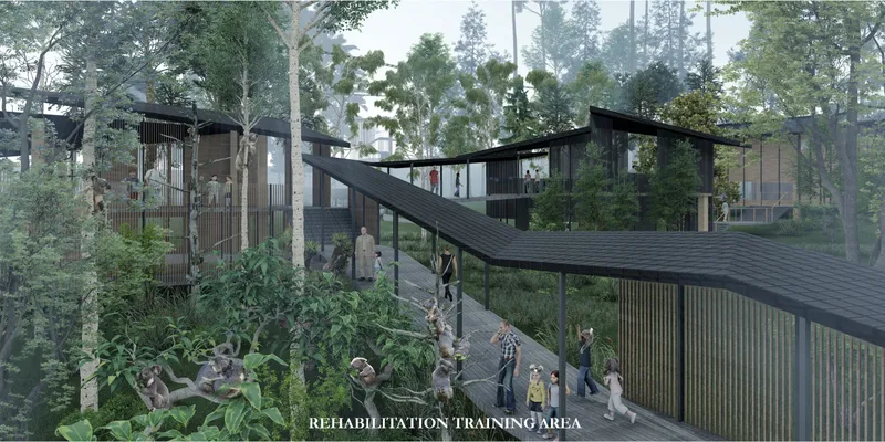Elevated rehabilitation training area where visitors observe koalas while minimizing disturbance to their natural recovery process.