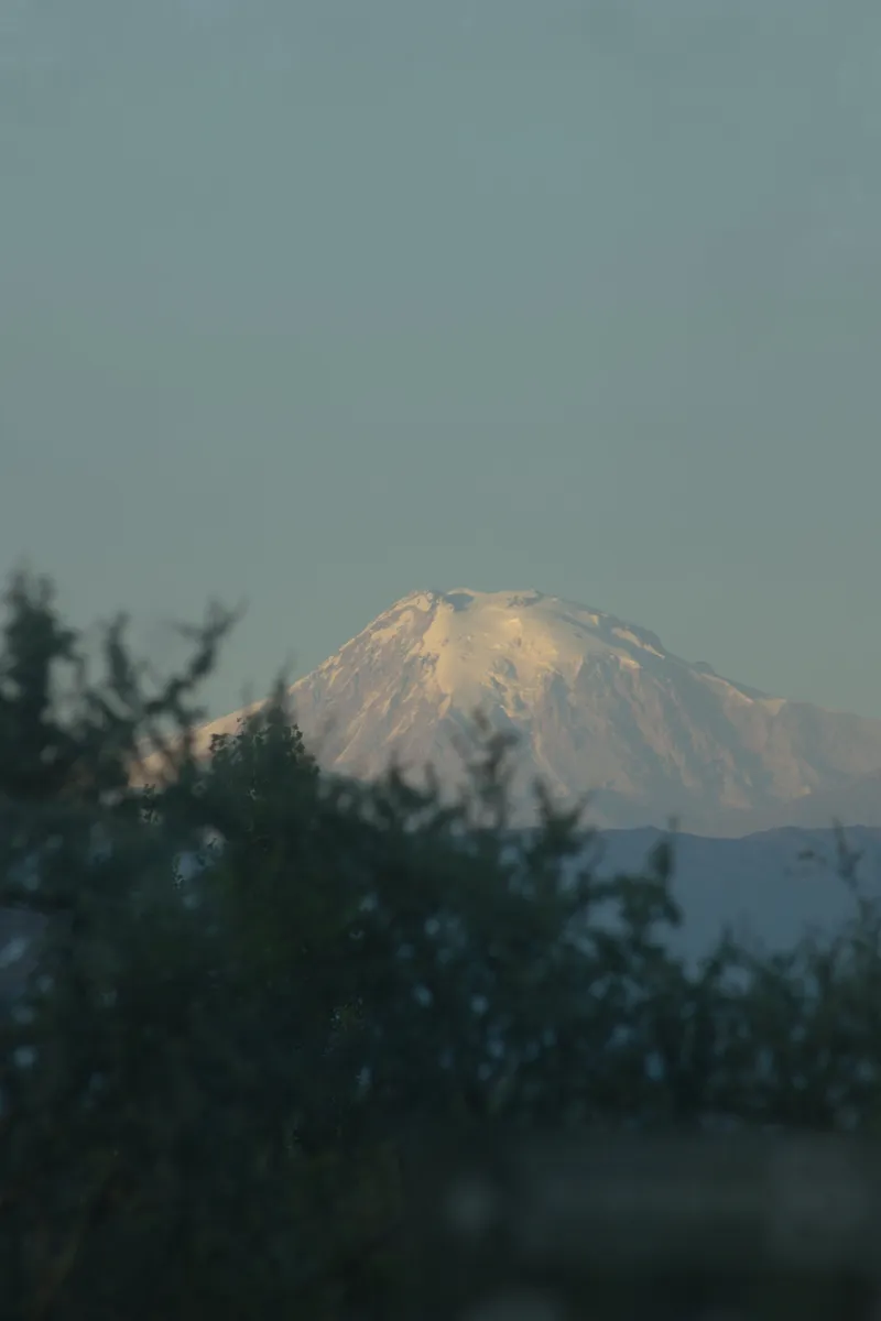Snow-capped mountain peak visible through foreground trees in soft evening light
