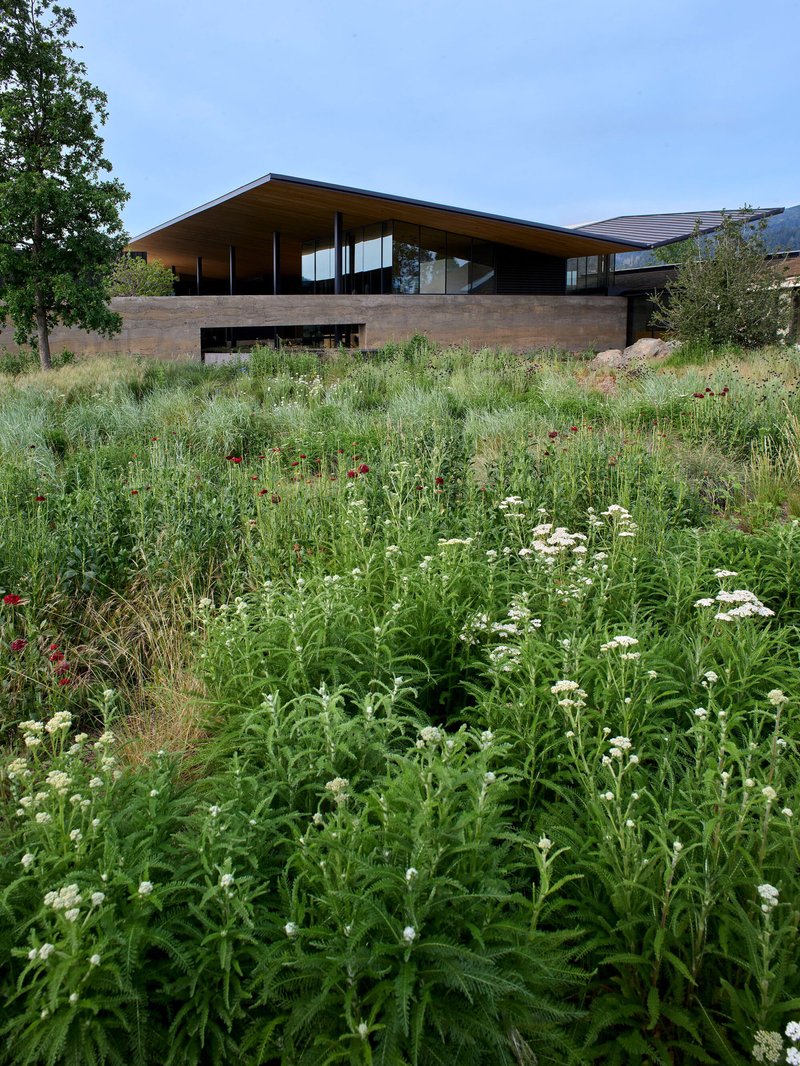 Timber and stone pavilion with cantilevered roof rising from meadow of wildflowers and grasses