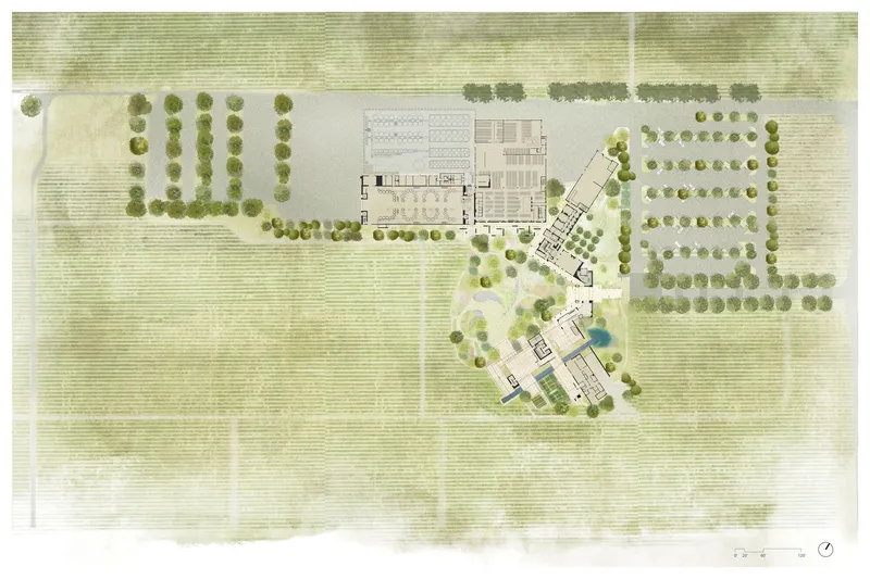 Site plan drawing depicting the main building forms nestled between vineyard parcels and tree plantings