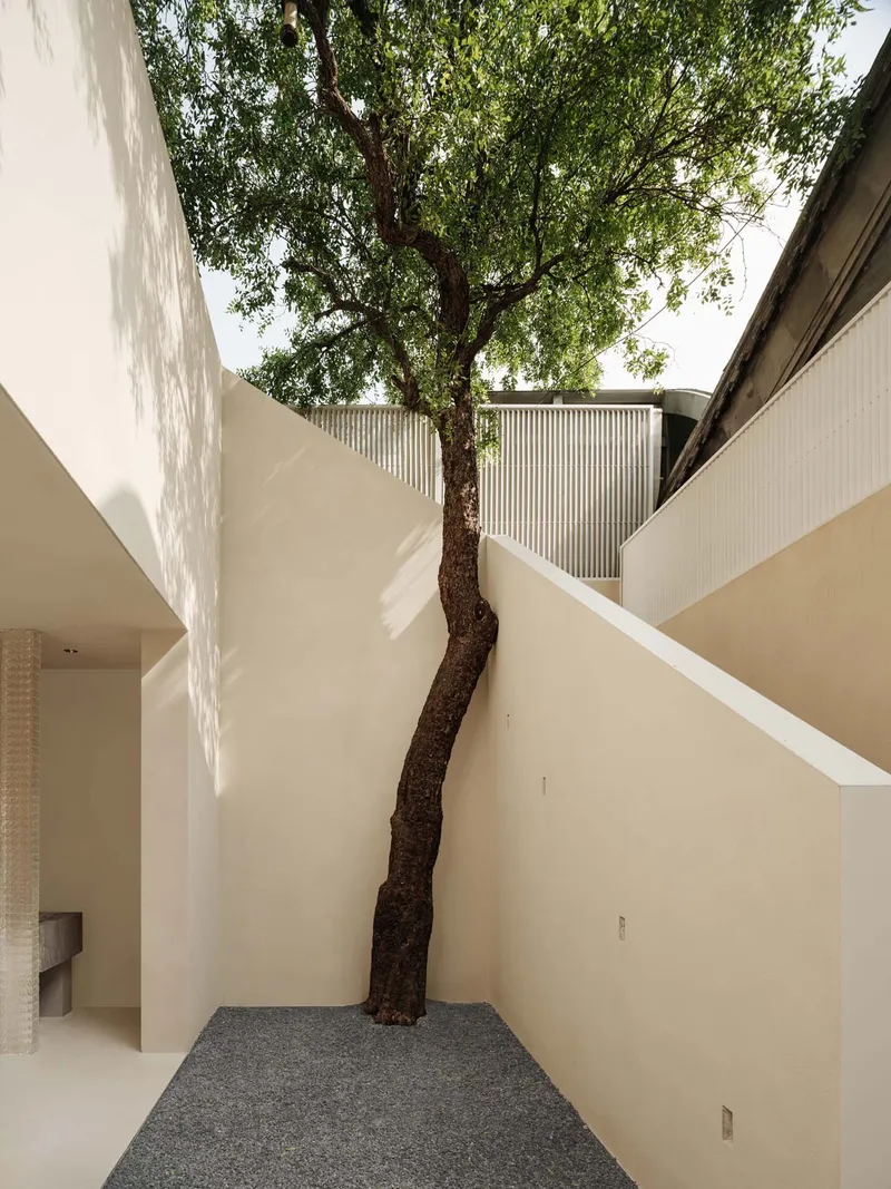 Courtyard with gravel floor and cream-colored walls carved around a preserved tree trunk