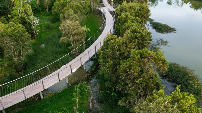 Aerial view of timber boardwalk curving through wetland vegetation and shallow water