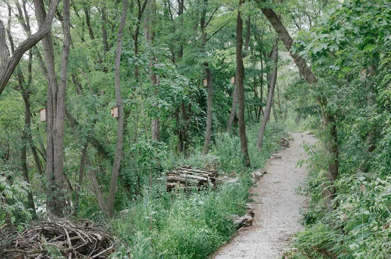 Gravel pathway winding through a deciduous forest with stacked timber bundles along the trail