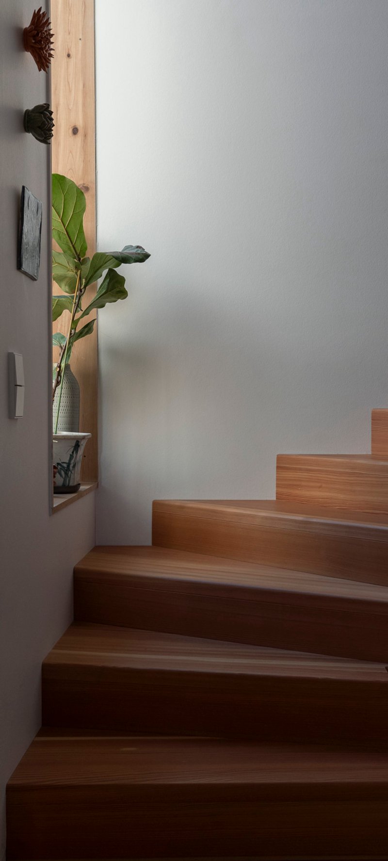 Timber staircase with white walls and a potted fiddle-leaf fig on a wall-mounted shelf