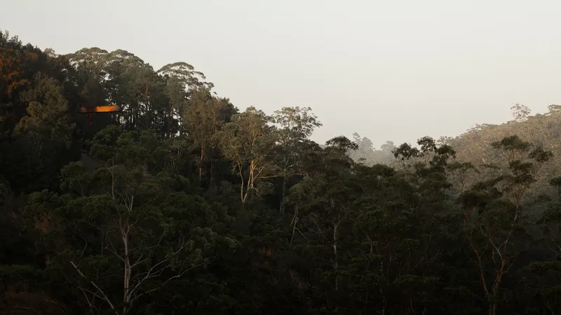 Distant view of a cantilevered observation platform emerging above dense forest canopy in misty light